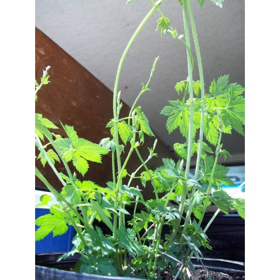 2nd year hop plant, GALENA cultivar